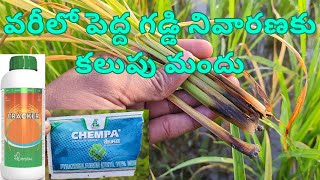 Cracker ,Chempa Superb Result for paddy 👌👌🌾🌾| వేద జల్లిన పొలంలో కలుపు నివారణ #paddy #agriculture