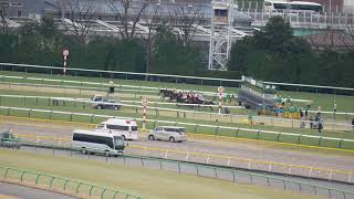 【中央競馬】20200215 テレビ山梨杯 グラマラスライフ