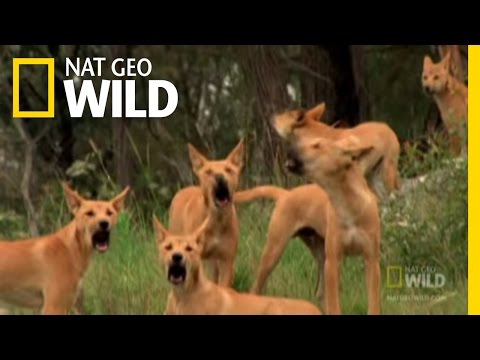 What do dingoes eat and drink?