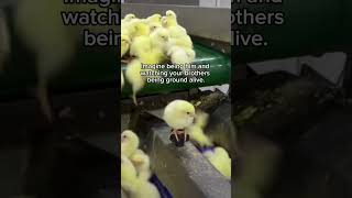 The reality of egg production - What happens with male chicks?
