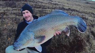 Big Murray Cod on the Defiant 232 Swimbait and Miller Rods Ambush Rod