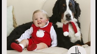 Bernese Mountain Dog and Baby Videos Compilation - Dog loves Baby Forever