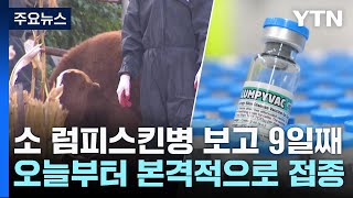 소 럼피스킨병 긴급백신 1차분 도착...오늘부터 본격 접종 / YTN