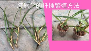 腋唇兰 （椰子兰）的扦插繁殖（一） 详细步骤 How to growing Maxillaria tenuifolia from cutting to plant