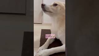 今流行りのやつ うさぎかめごりら #柴犬