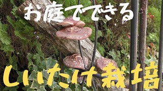 【しいたけ栽培】ほったらかしでも肉厚でジューシー🍄【Shiitake mushroom cultivation】 Thick and juicy even if neglected🍄