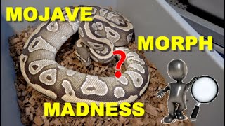 Mojave Morph Madness Ball Python ID tips