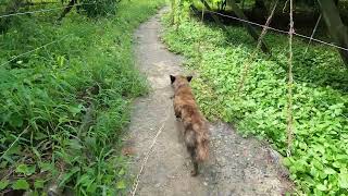 ぶどう農園の作業　愛犬と散歩　愛犬とぶどう畑を回る　ぶどう畑　生育状況　新品種　ぶどう農園　日々の暮らし　自然　ペット