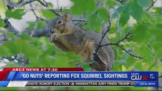 'Go Nuts' Reporting Fox Squirrel Sightings