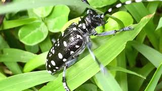 ゴマダラカミキリ　Anoplophora malasiaca　沖縄のカミキリムシ　甲虫