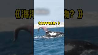 國外海灘驚現“不明生物殘肢”，真相看著有點痛啊 #科普 #熱門 #海洋生物