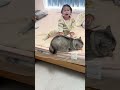 可乐：这个家没我迟早得散😂 猫和孩子 猫为什么对小孩这么好 猫咪带娃 猫咪的爱 心思全写在脸上的猫