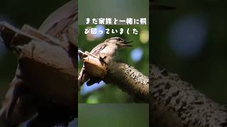 〖ゴジュウカラ、家族でやって来た！〗2024.7.20#ゴジュウカラ