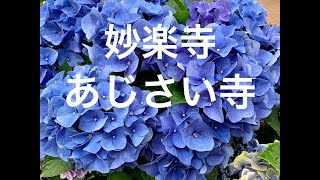 あじさい寺/妙楽寺（川崎）hydrangea