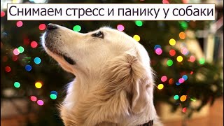 Что делать , если ваша собака уже боится салюта . 10 советов!