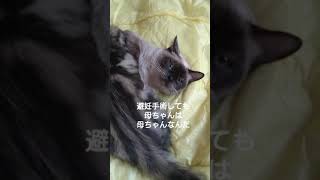 チビを呼び寄せる 説得するママ #猫  #子猫　#Shorts