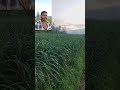 ஒரு 🧄பல்புண்டு தனி விவசாயம் 👆கிடையாது kodaikanal garlic farming