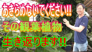 [観葉植物] 観葉植物の回復「園芸装飾技能士が教える観葉植物の回復方法」