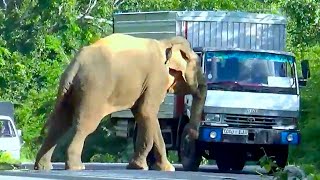 A Elephant attack that happened at an unbelievable moment was accidentally caught on camera