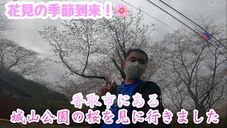 【花見】香取市にある城山公園の桜を見に行って来ました！