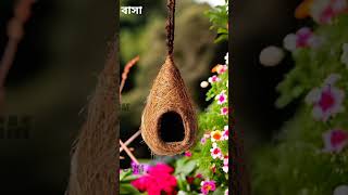 Handmade organic bird nest - Babui Pakhir Basha #daraz #trending #ytshorts #shortsfeed #viralvideo