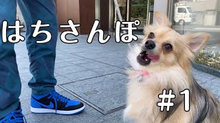 【はちさんぽ】俺の初めまして動画だけど、お前は？