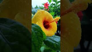 hibiscus flowers | #hibiscus #gardening #garden #flowers