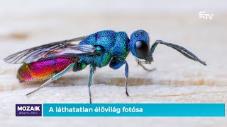 A láthatatlan élővilág fotósa – Mozaik