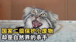 貓中鰲拜\u0026貓中最菜 #兔猻 #貓科動物 #動物世界精彩解說 #內容啟發搜索 #野生動物零距離#動物解說 #animals #animeart #冷知識 #科普 #搞笑 #cute #寵物