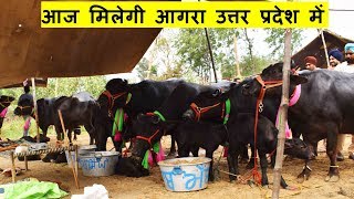 आगरा उत्तर प्रदेश में आज  मिलेगी यह भैंसे  | Murrah Buffalo from Punjab available in Agra Today