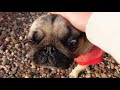 散歩に行こうとしない飼い主にキレるパグ犬ぷぅpug