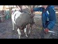 fast slaughter of a bull быстрий забой быка 2