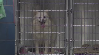 Animal Care and Control focuses on strays in bone-chilling cold — WGN Evening News