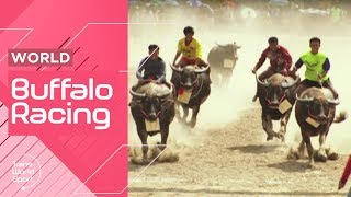 Thailand's Chonburi Buffalo Racing! | Trans World Sport