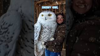 स्नोई आउल (Snowy Owl) एक खूबसूरत birds hai #birds #shortvideo #youtubeshorts #shorts #snowyowl