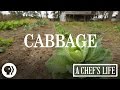 Cabbage | A Chef's Life | PBS Food