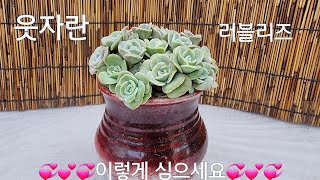 향원이네 다육 010~6828~3188웃자라서 보기 흉해진 💕💞러블리로즈💕💞 이렇게 심어 보세요ㅎㅎ초 간단💓💓💓💓