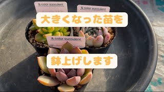 【多肉植物】かわいい苗をゆっくり見ながら鉢上げ\u0026イベントにお持ちする苗のご紹介です🌱