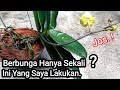 Agar Anggrek Cepat Berbunga Lagi