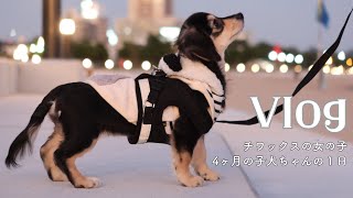 【愛犬チワックス】ナヴィちゃんの一日Vlog🐕‍🦺🤍 生後4ヶ月の子犬さんが可愛すぎる🥺