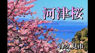 満開！四浦半島の「河津桜」を巡る