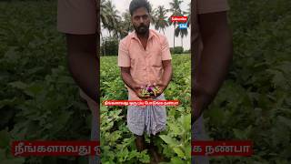 நீல கலர் கத்திரிக்காய் நம் தோட்டத்தில் அறுவடை#farmerslife#agriculture#shortsfeed#விவசாயம்