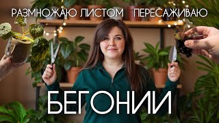 Бегониевый ВЛОГ - пересаживаю, рассаживаю, размножаю