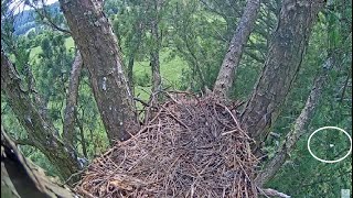 Angel Flybys! Deyani Sees Mom \u0026 Screams! 😊 Window To Wildlife 7.2.23