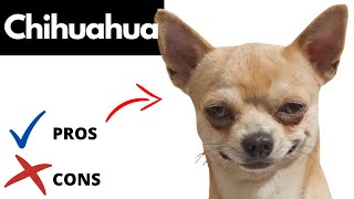 Chihuahua Pros And Cons (SHOCKING)