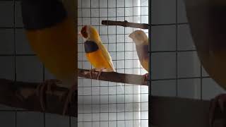 gouldian finches/ yellow gouldian finch/ gouldian finches calling  #birdsandplants