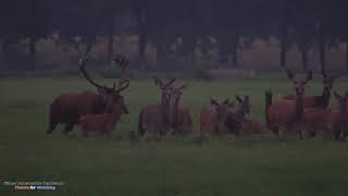 Mooiste terugblik in het afgelopen jaar: Wildlife - Red Deer and Wild Boar  | Wild op de Veluwe 2019