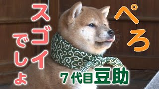 【天才犬？】豆助の撮影の裏側に潜入！【柴犬・豆柴】