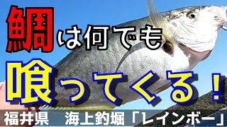 【海上釣堀】「レインボー」１　鯛は何でも喰ってくる！　仲間とのコミュニケーションが高釣果の鍵！