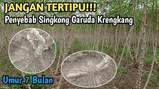 Penyebab Singkong Garuda Krengkang (Faktor Tanah Singkong Garuda Krengkang)